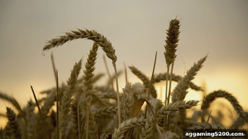 体育博彩公司威廉希尔优惠活动全解析：从新手到VIP的福利体系与使用智慧