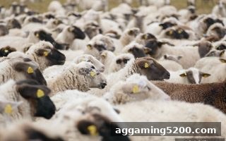 体育博彩公司精选：足球观赛指南与直播优化全攻略